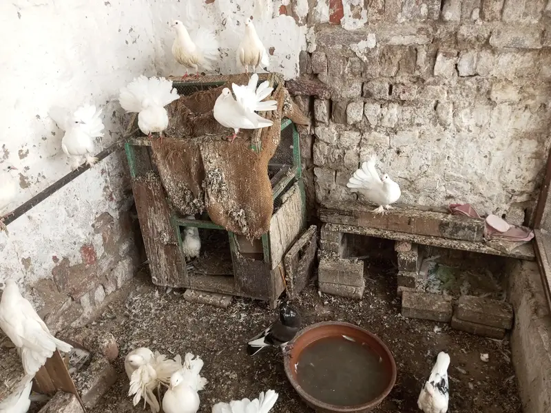 Lakka Pegions For sell — photo 3