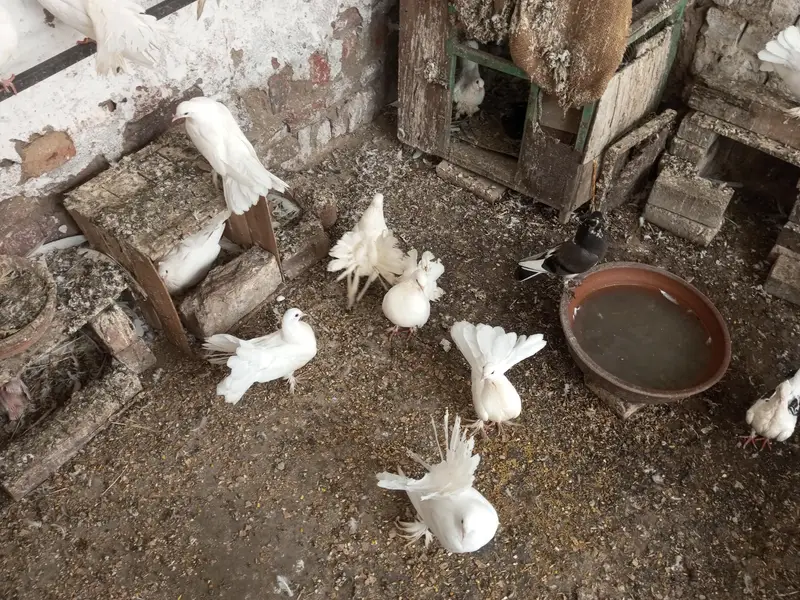 Lakka Pegions For sell — photo 4