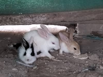 my home bread rabbits family for sale