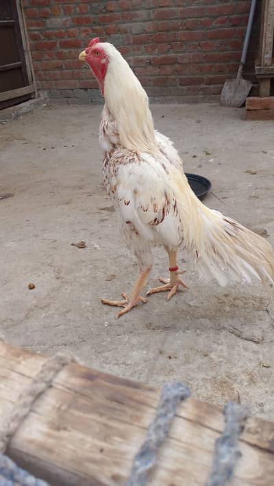 Aseel patha for Sell