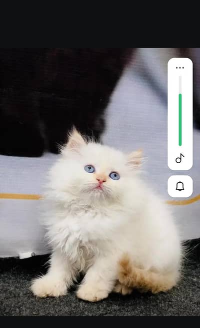 Persian cat for sale 2 month age available
