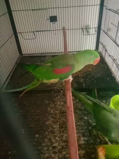 raw breader female for sale WTF 03241858868