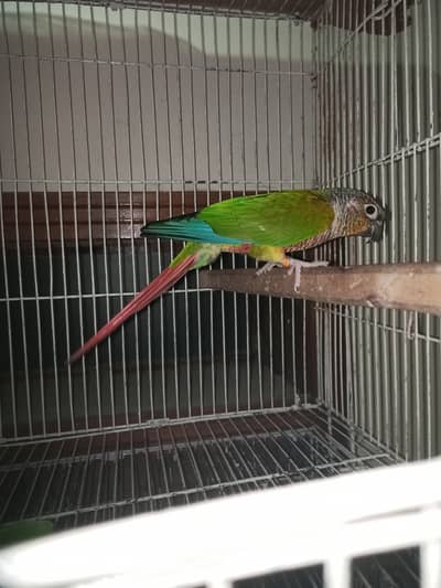 yellow sided and pine apple conure