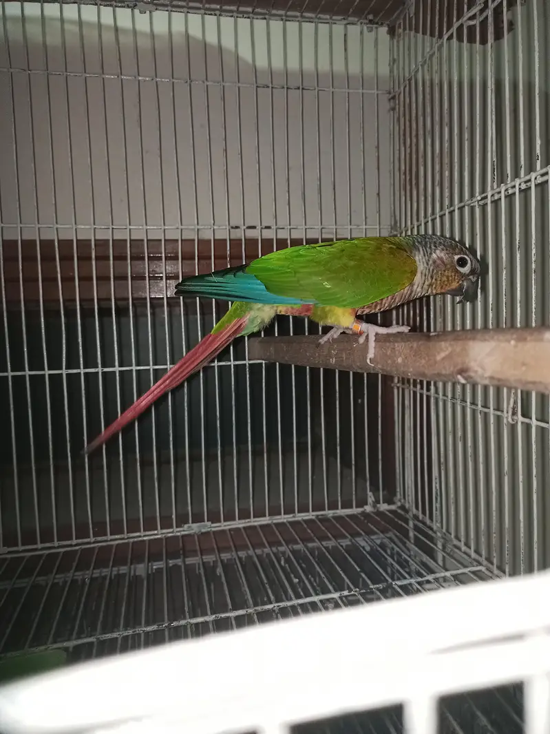 yellow sided and pine apple conure