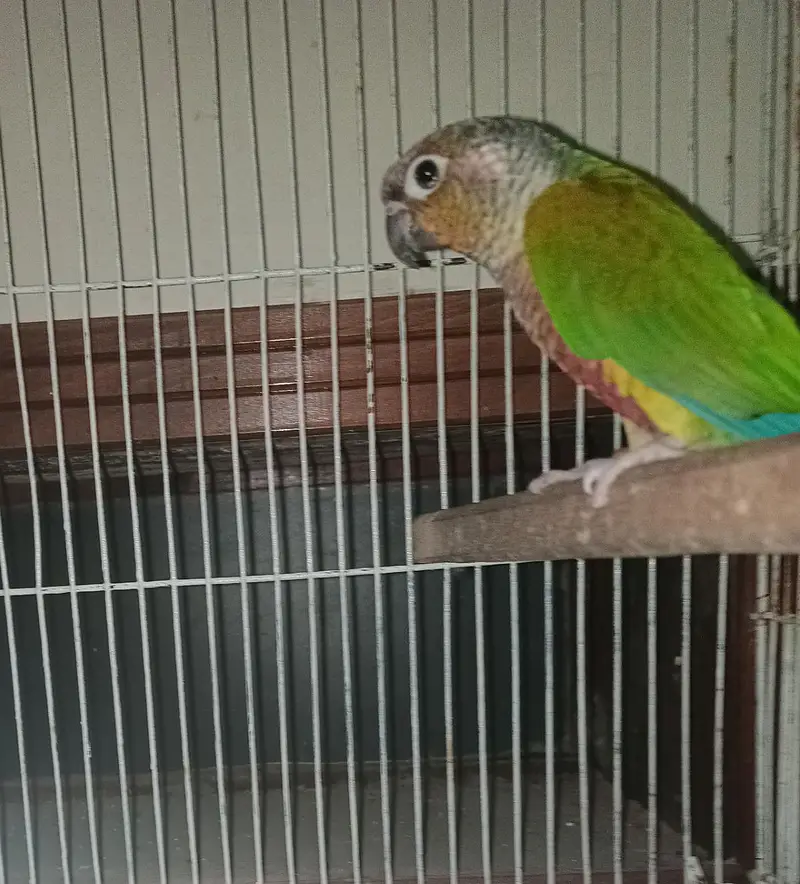 yellow sided and pine apple conure — photo 2
