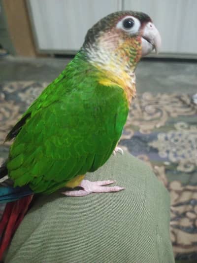 pineapple conure