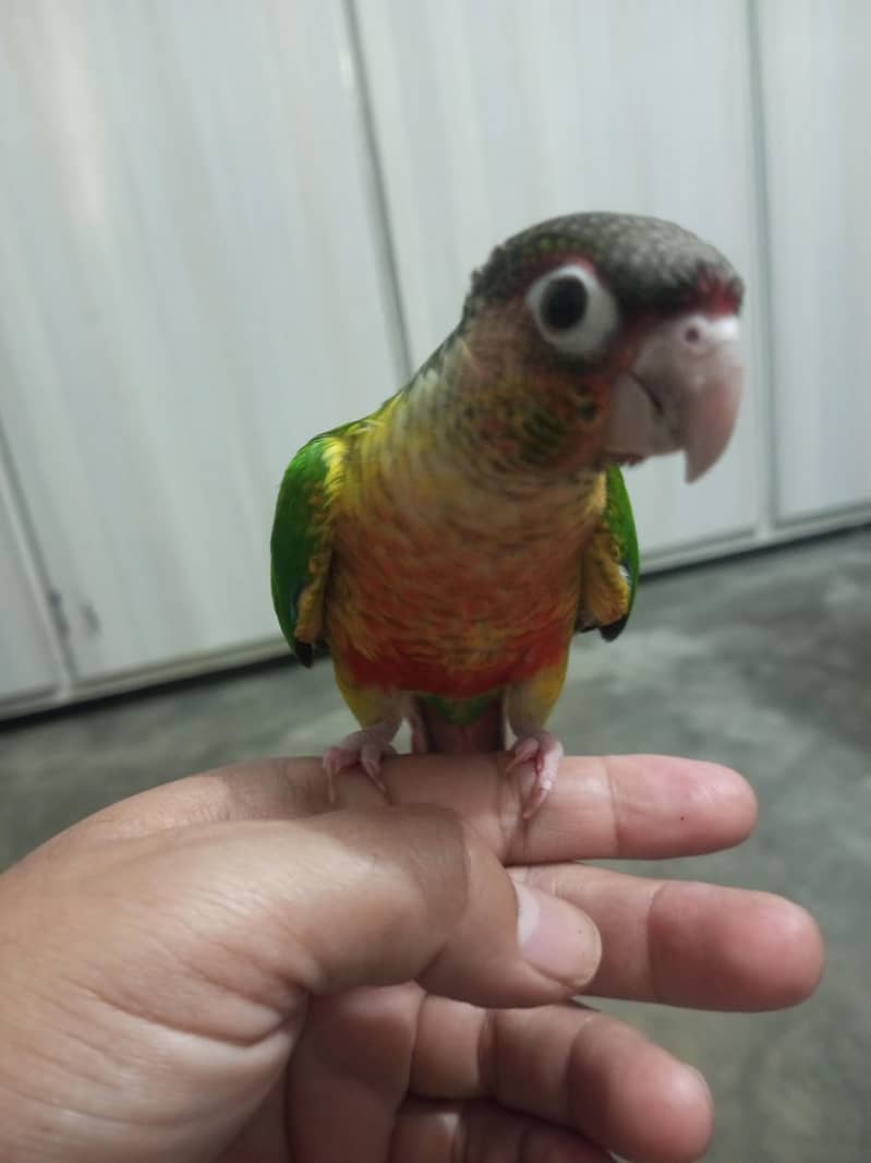 pineapple conure 1