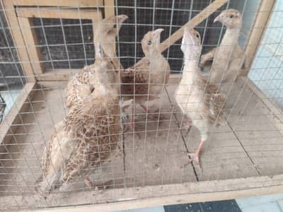 New teetar chicks. . quality birds