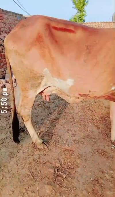 milk 7kg sath wachi 3 month ki gabn Dr pass. 2sra sua