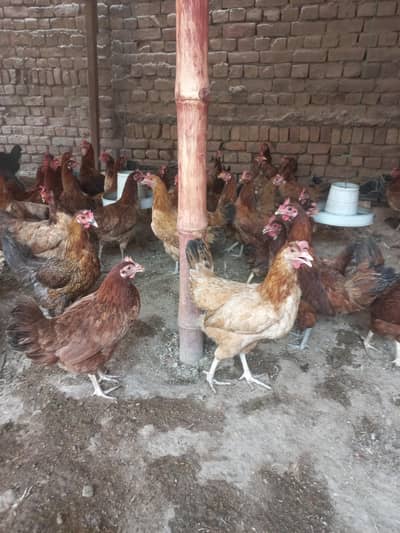 golden misri 55 hens
