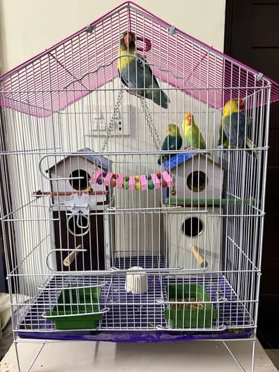 Love Birds