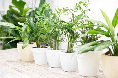 imported plants