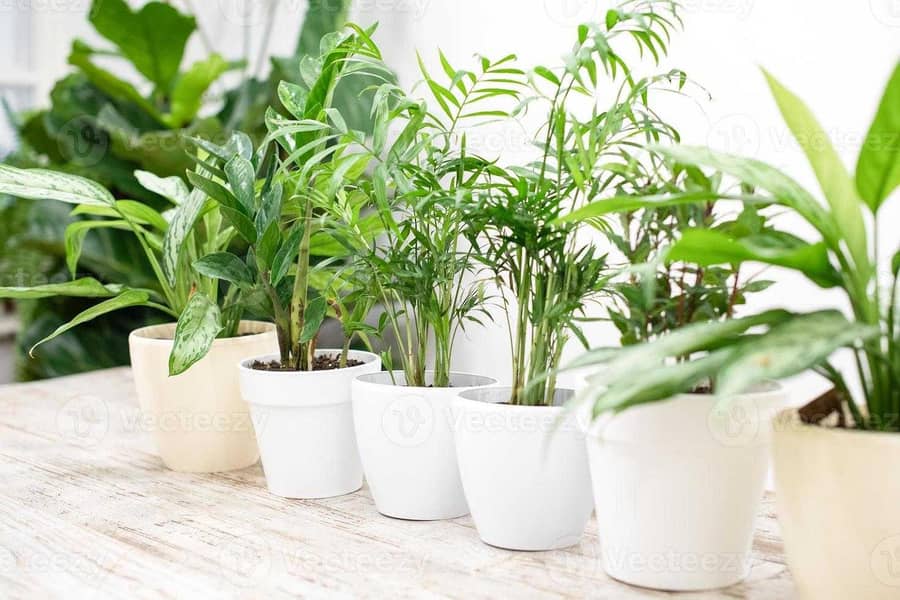 imported plants 0