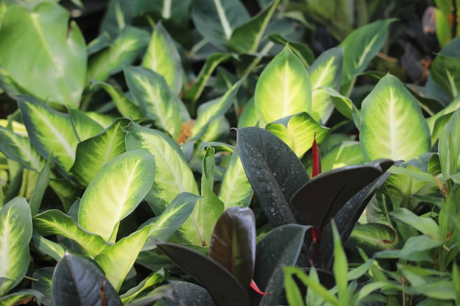 imported plants 1