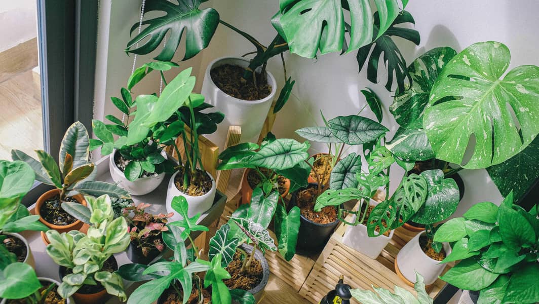imported plants 2