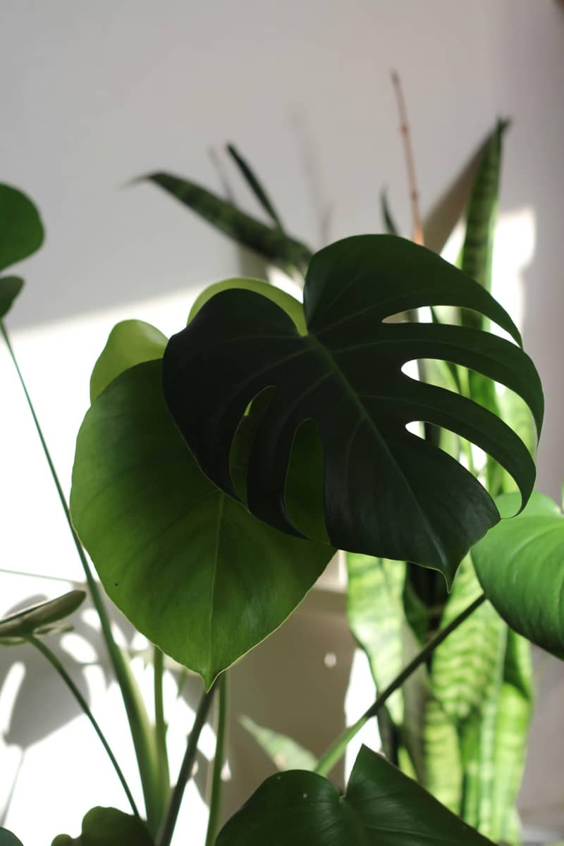 imported plants 4