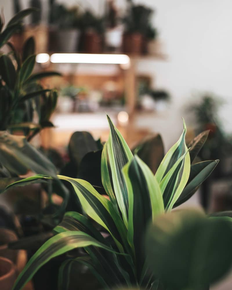 imported plants 5