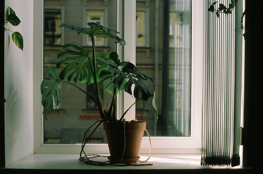 imported plants 6