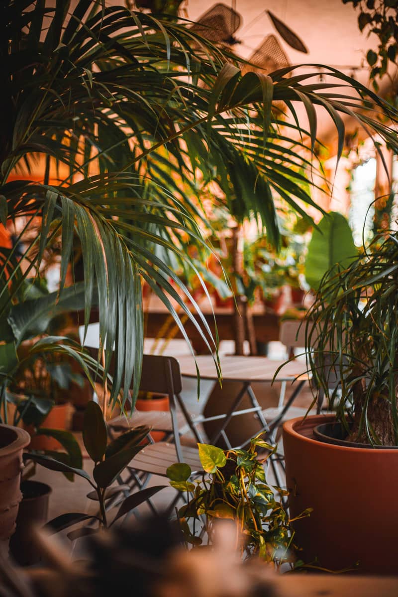 imported plants 9