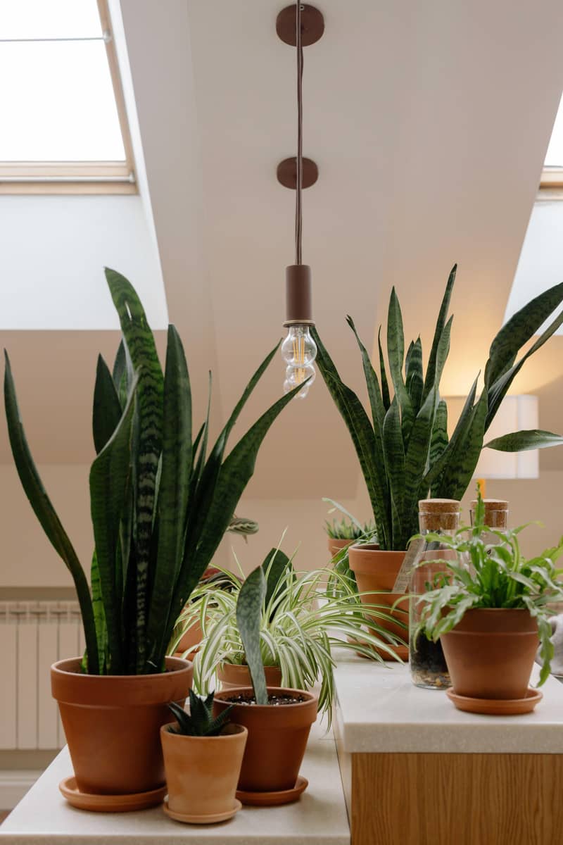 imported plants 10