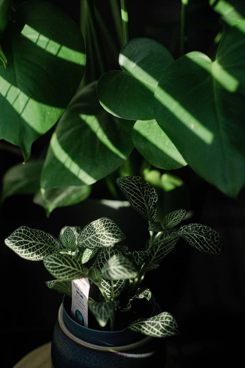imported plants 16