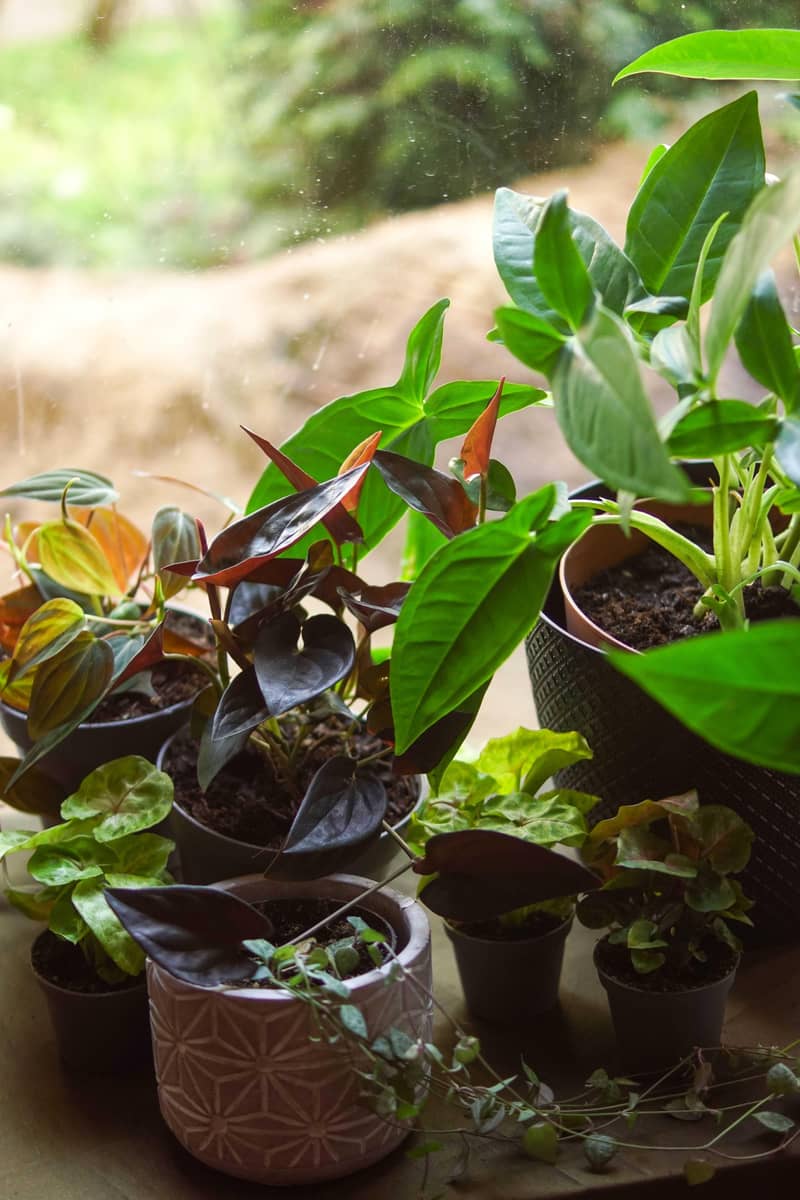 imported plants 17