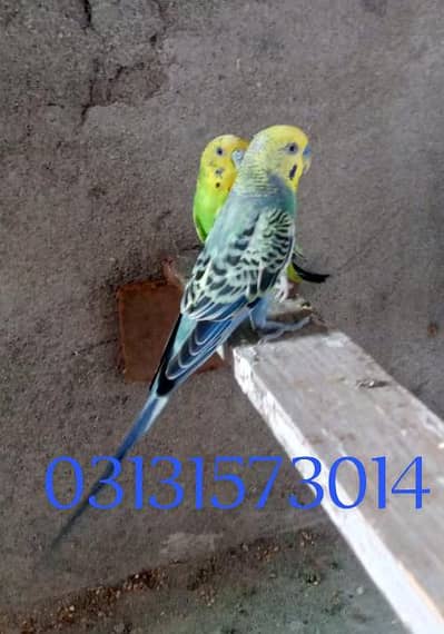 Australian black wing pair