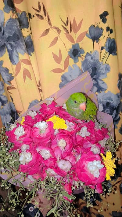 hand wala parrot h so cute nice