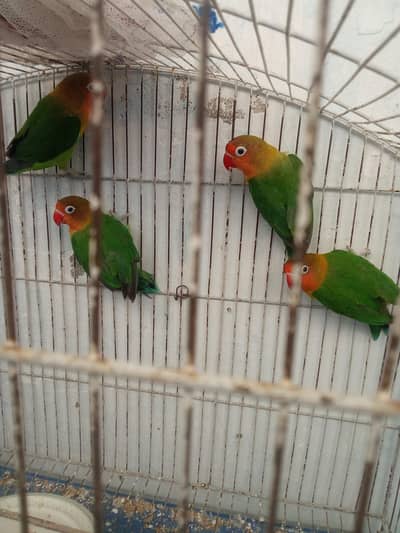 Green fisher pair