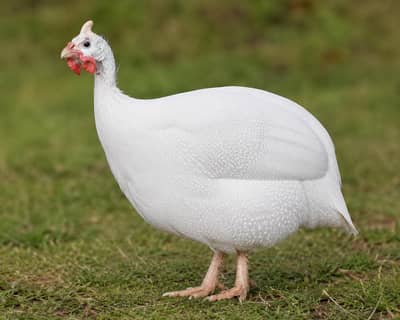 Paper White Guinea fowl