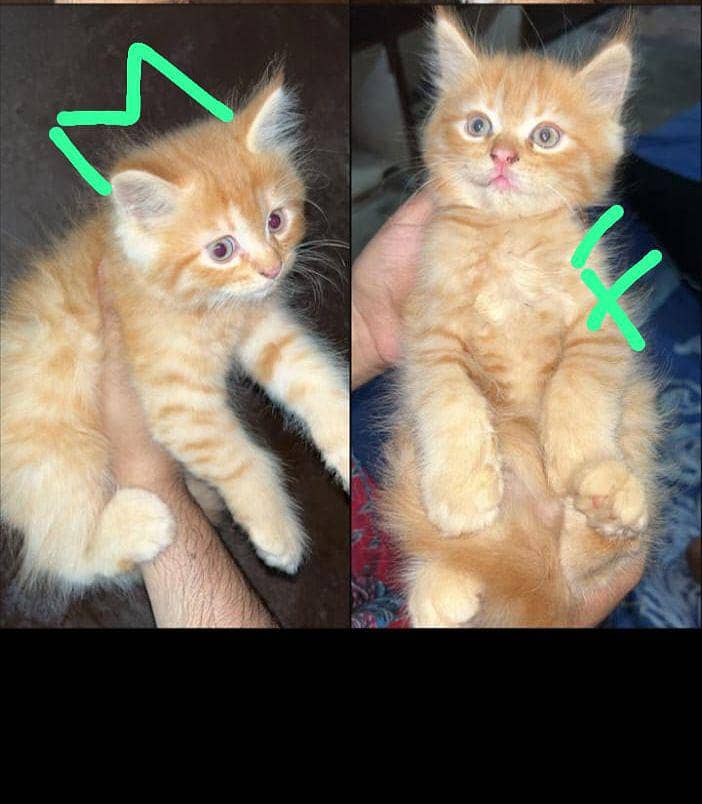 catss 0