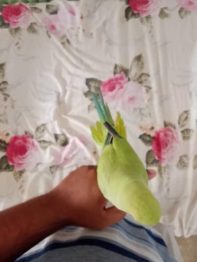 Mera hat ka bacha hai Mera shat rhata hai