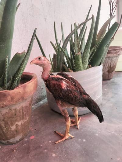 chicks for sale healthy and active