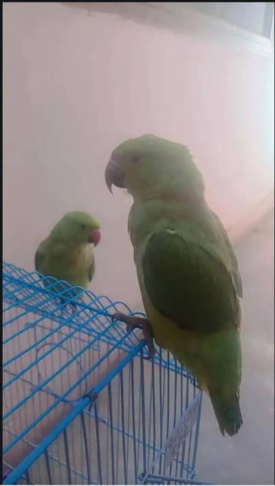 Ringneck for sale