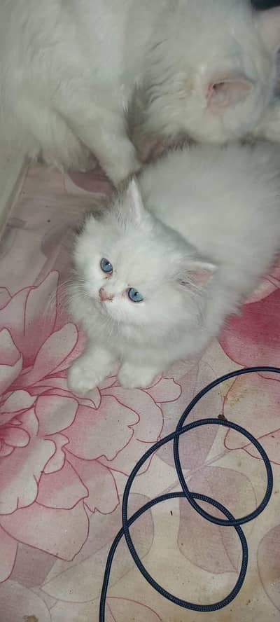 Persian cat for sale 2 month age available