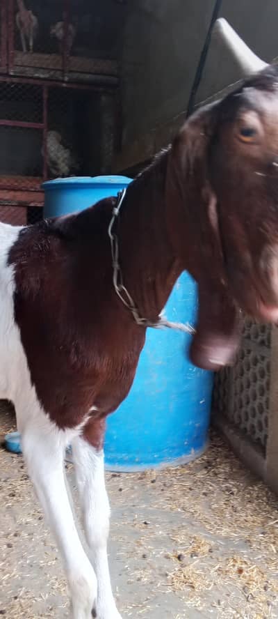 bakri for sell