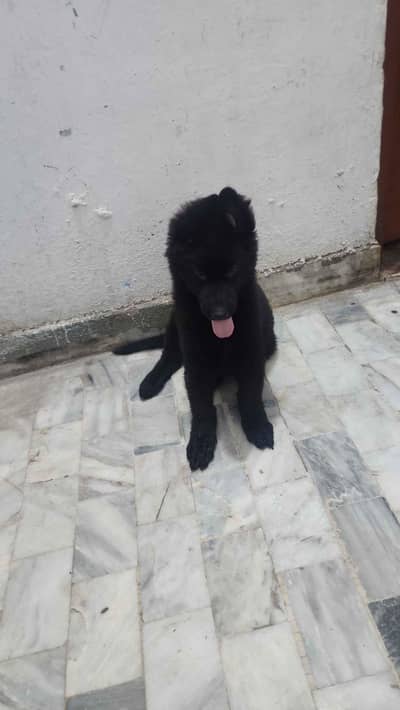 Black German shepherd pups