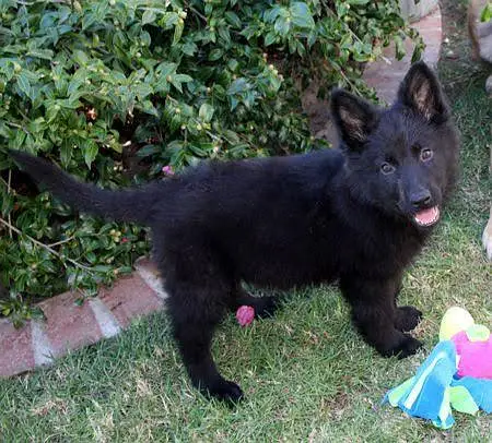Black German shepherd pups — photo 2