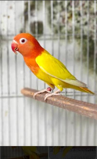 love bird pair with Chic for sale