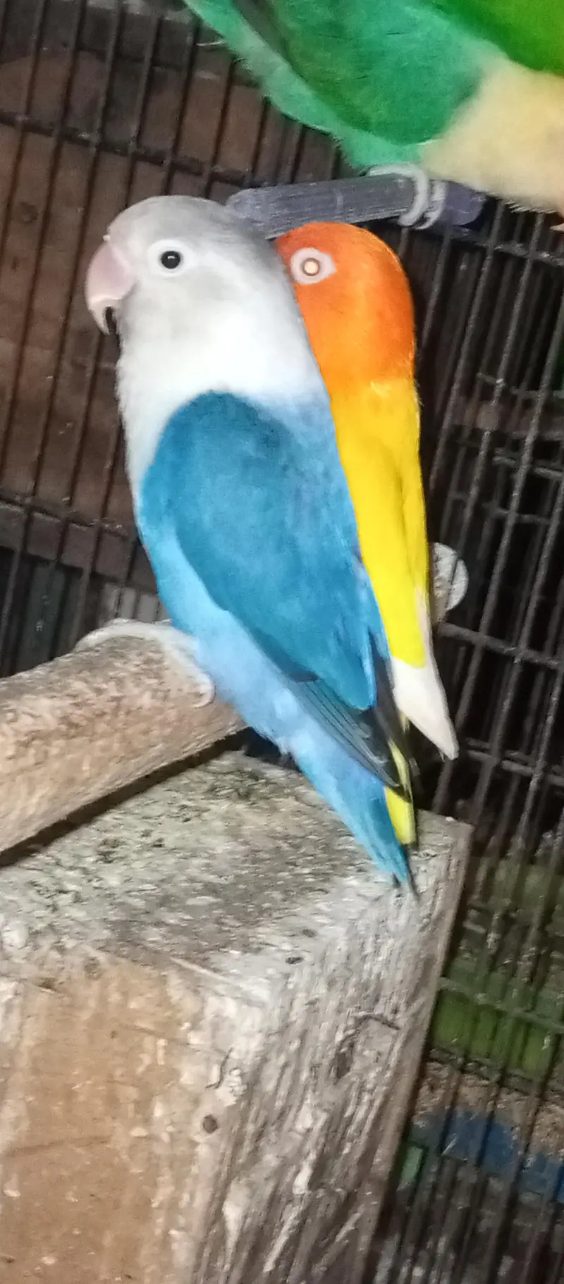 love bird pair with Chic for sale — photo 2