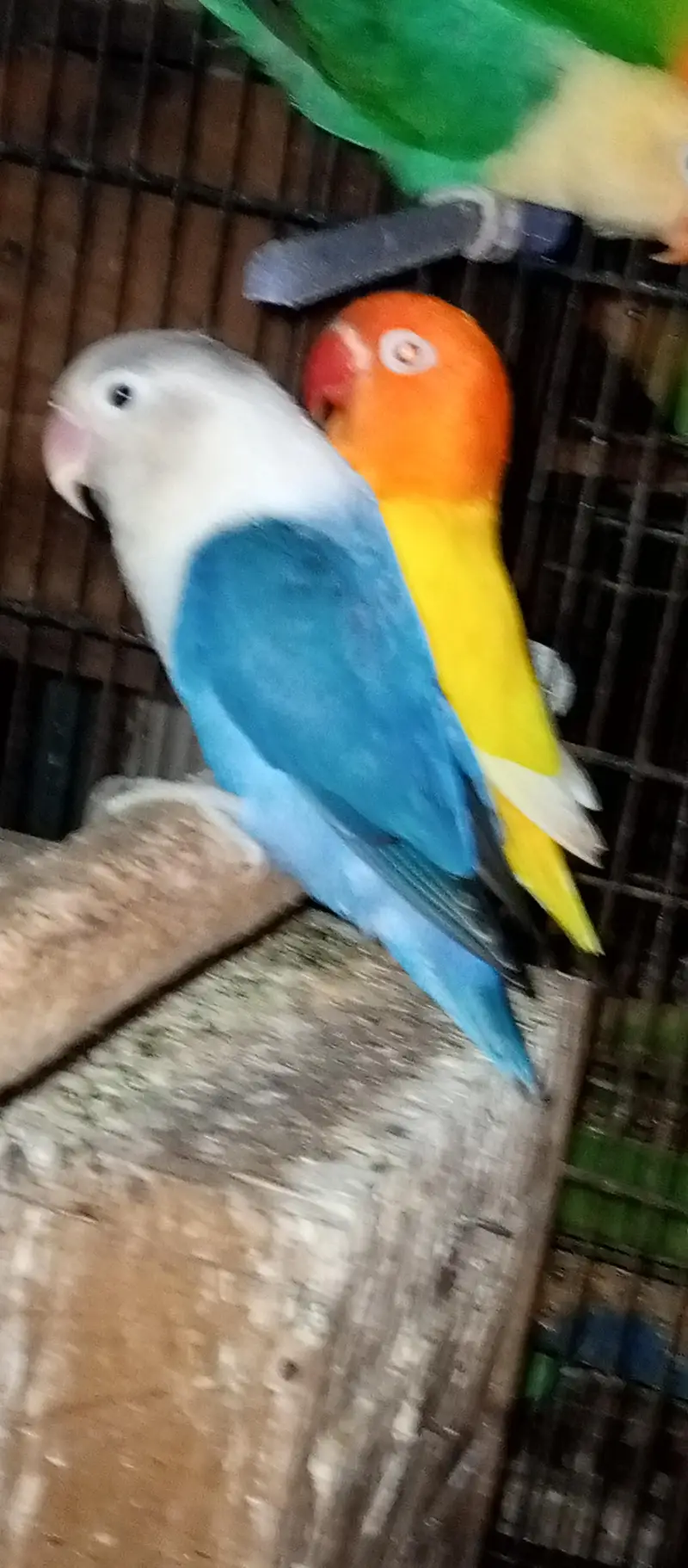 love bird pair with Chic for sale — photo 3