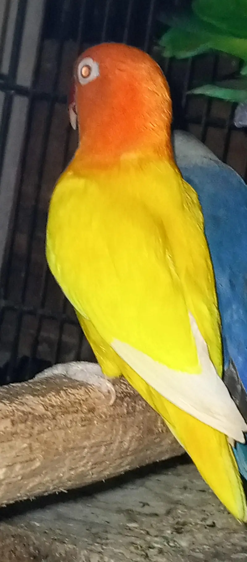 love bird pair with Chic for sale — photo 4