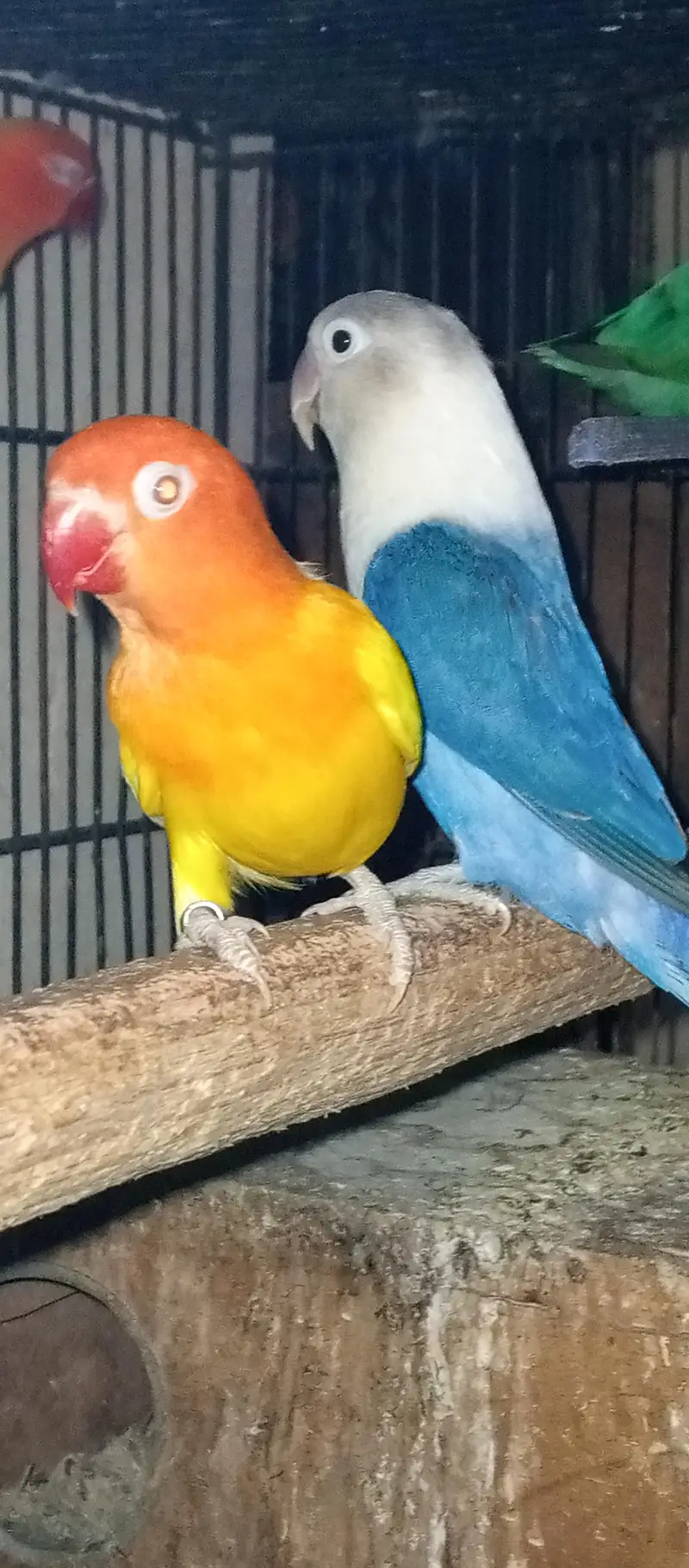 love bird pair with Chic for sale — photo 5