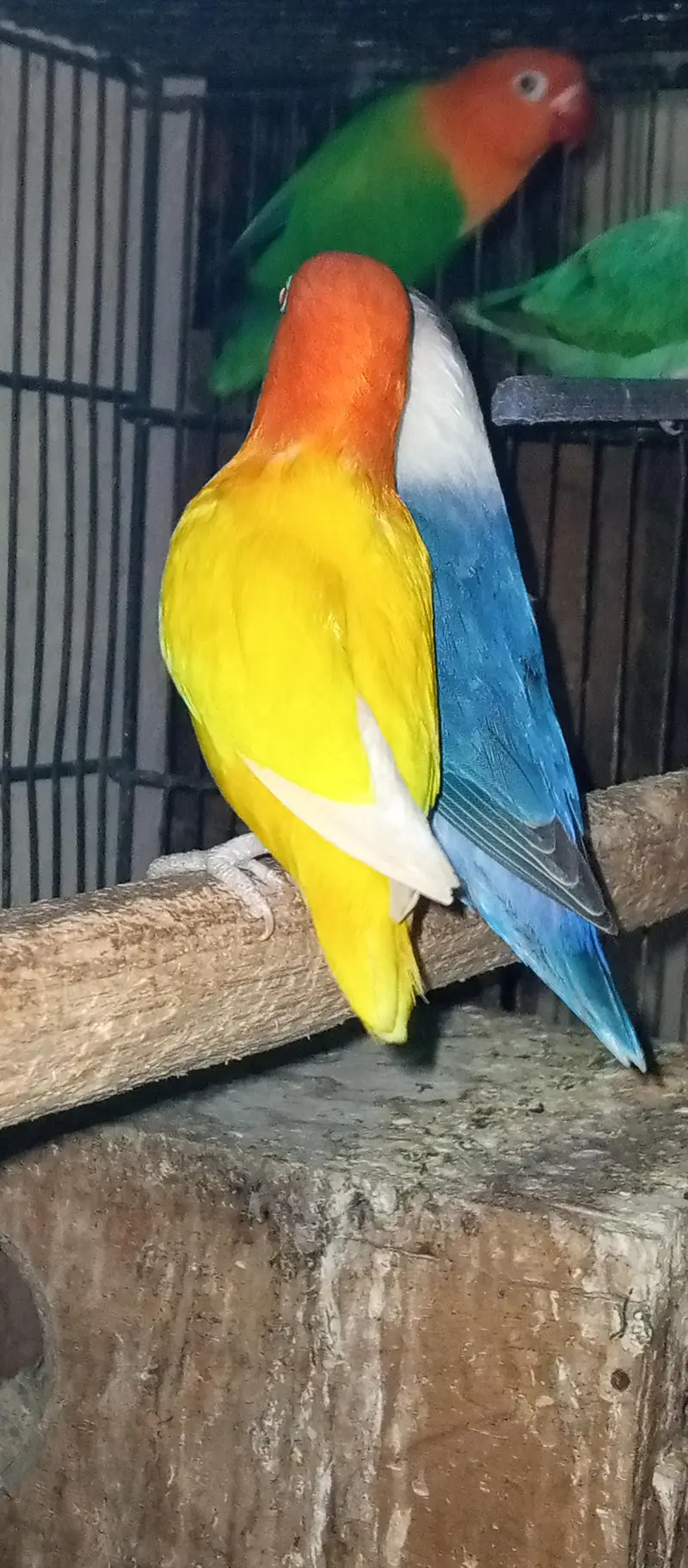 love bird pair with Chic for sale — photo 6