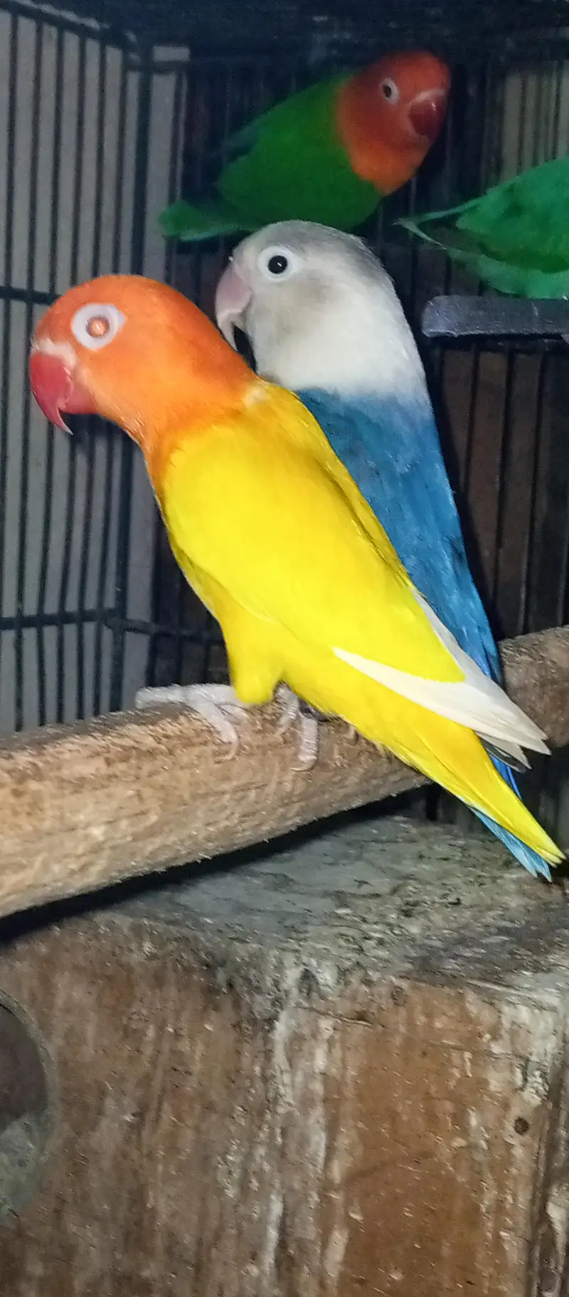 love bird pair with Chic for sale — photo 7