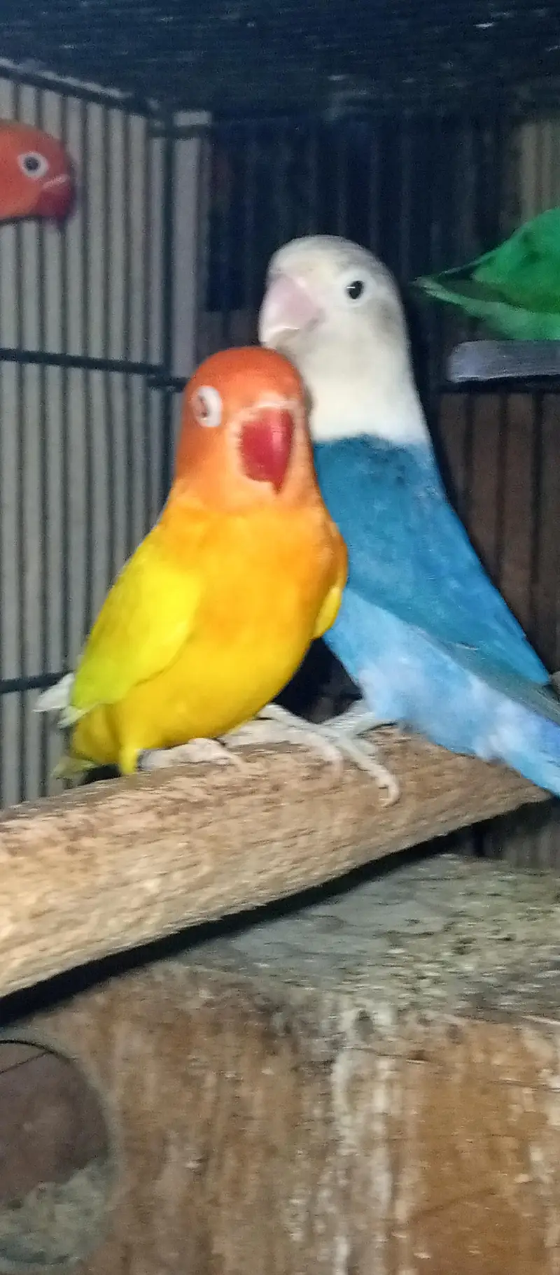 love bird pair with Chic for sale — photo 8