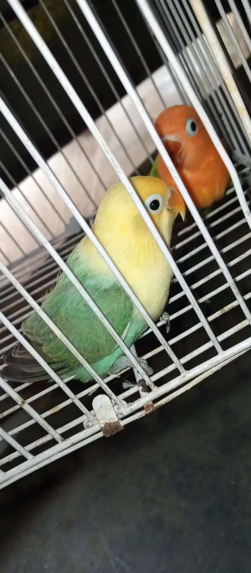 love bird pair with Chic for sale — photo 9