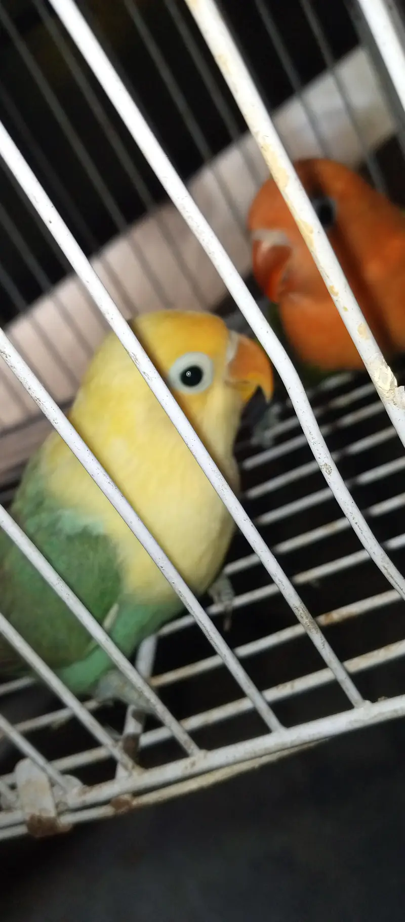 love bird pair with Chic for sale — photo 10