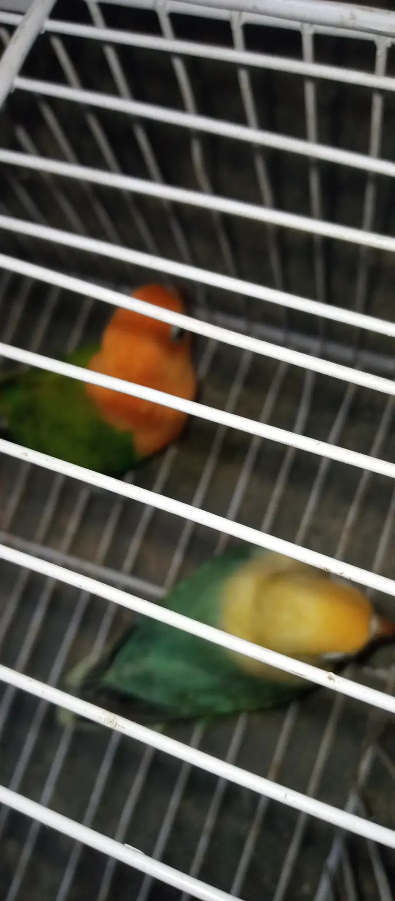 love bird pair with Chic for sale — photo 11