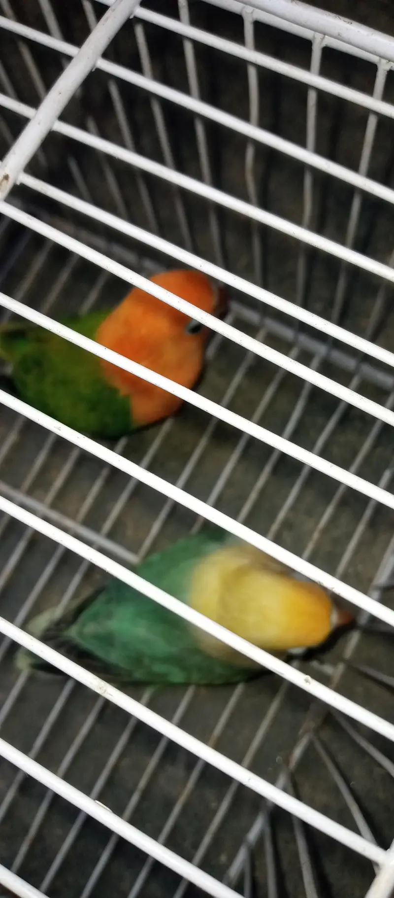 love bird pair with Chic for sale — photo 12